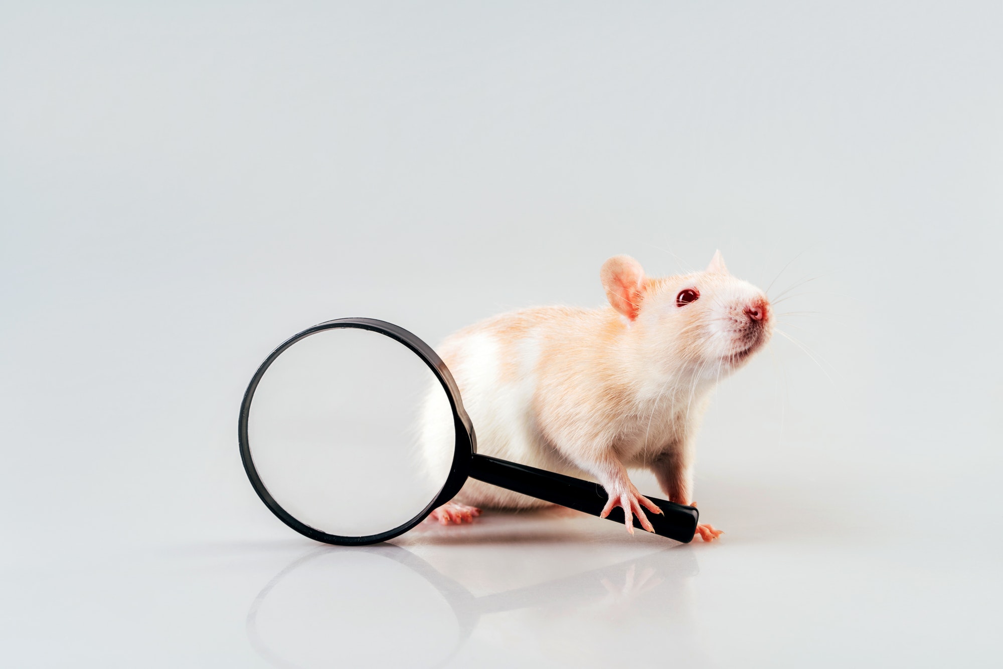White beige rat sitting with a large magnifying magnifier in its paws